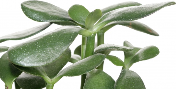 Растение Красула овата бейсик 12/18