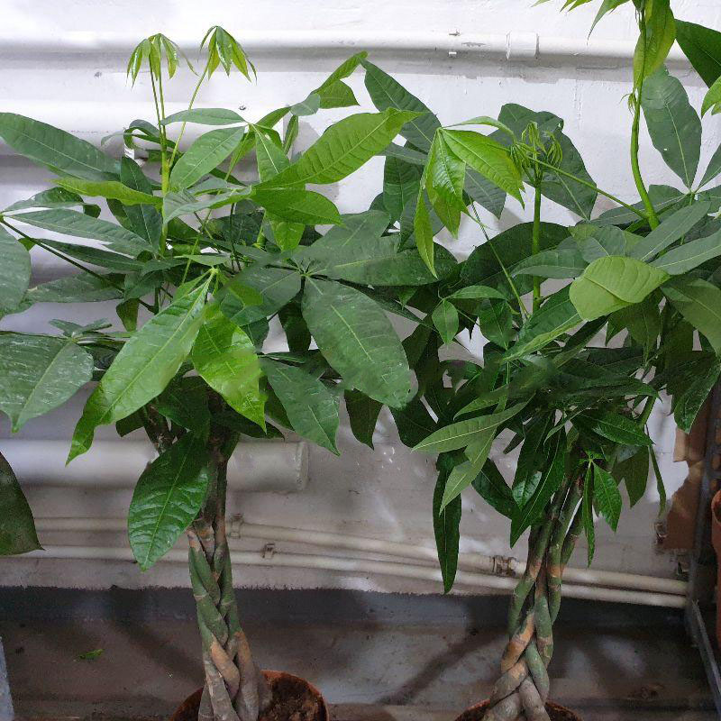 Растение Пахира 24х120 ствол заплетен косой