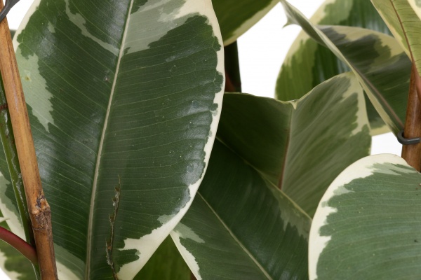 Растение Фикус elastica Robusta 27х90 см