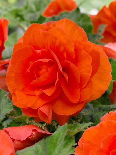 Бульба бегонії повної Помаранчевої 1 шт.