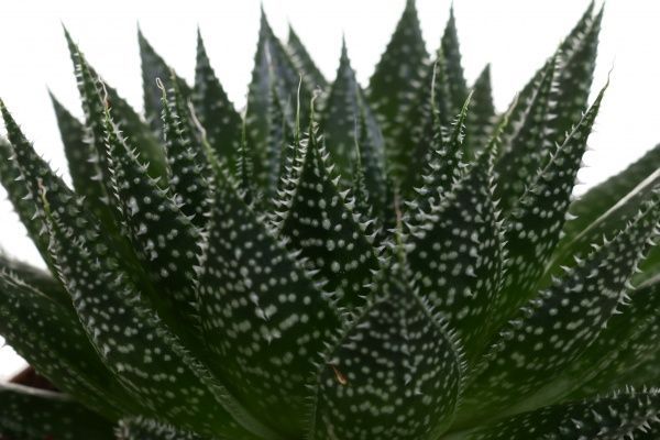 Рослина Алоє арістата 12/15