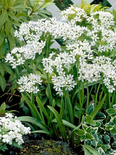 Цибулина цибулі декоративної неополітанської 10 шт. TUBERBULB Export B.V.