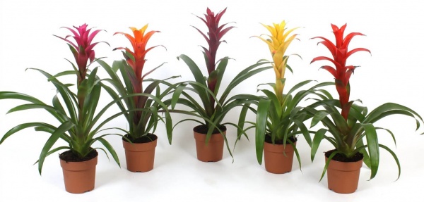 Растение Бромелия микс 12/40