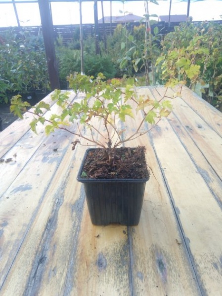 Растение Стефанандра С3