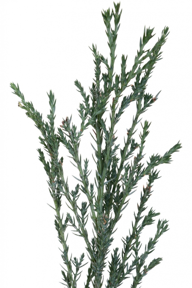 Растение Можжевельник Blue Arrow C3