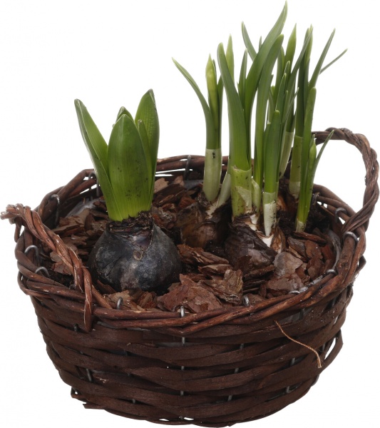 Растение комнатное Корзина Гиацинт 1 + Нарцисс 3 круг две ручки