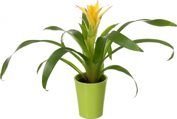 Растение декоративное Гузмания микс 12/40