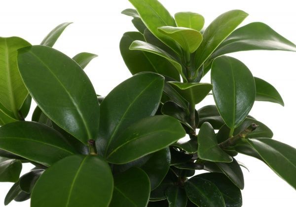 Растение комнатное Бонсай-фикус 9х20