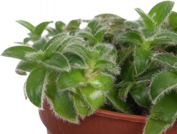 Рослина Традесканція 12x30 см