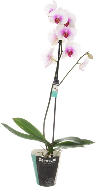 Растение Фаленопсис 1 рр микс 12х55 см