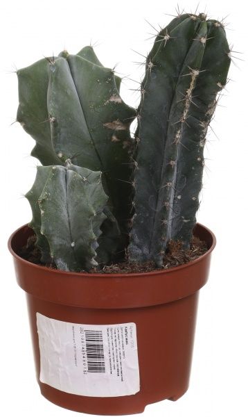 Растение комнатное Кактус микс 12х15 см