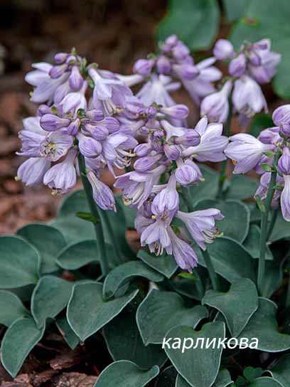 Корневище хосты Блу Маус Иэрс 1 шт. 