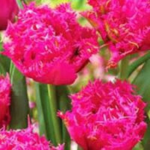 Луковица Тюльпан Бахромчатый махровый Кингстон 5 шт. 