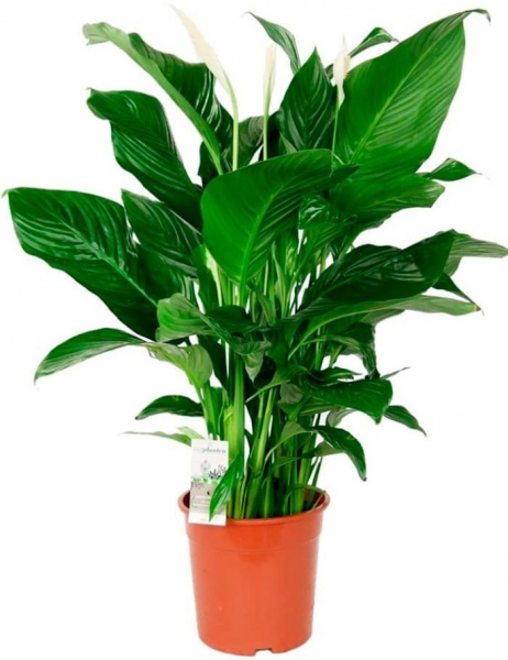 Растение комнатное Спатифилум 14/60 Мир Сильвио
