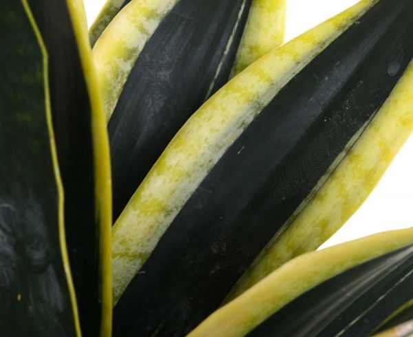 Растение Сансівьєра Laurentii 17/70