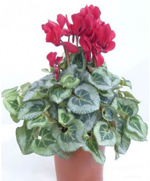 Рослина Цикламен Супер мікс (10/20)