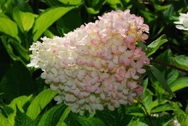 Растение Гортензия метловидная Grandiflora С3
