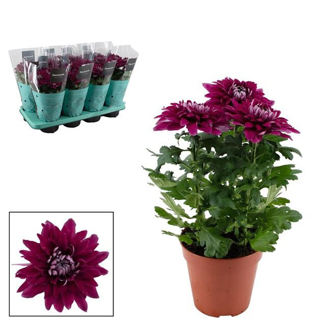 Рослина Хризантема 13х35 великоголова пурпурна Zembla (Decorum)