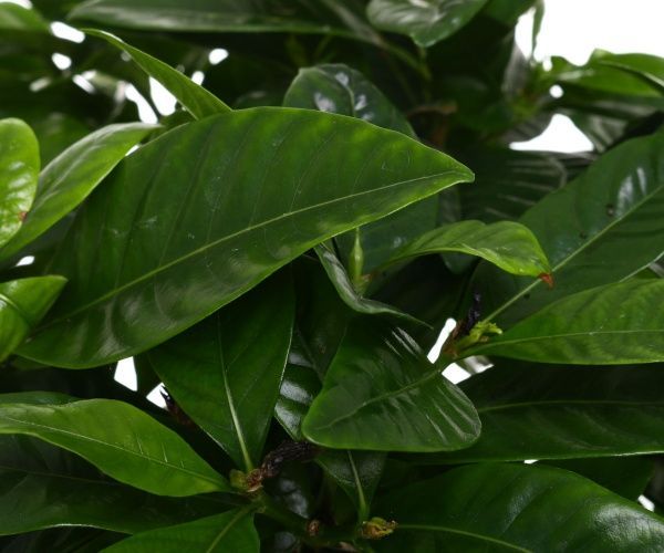 Рослина кімнатна Гарденія 13x30 см