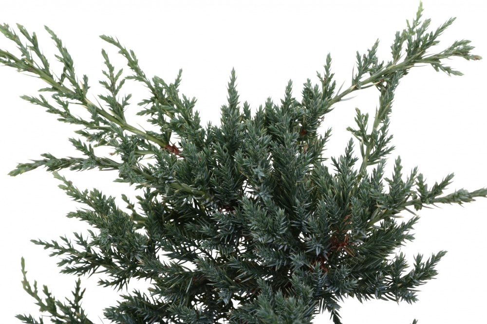 Растение Можжевельник Holger C3