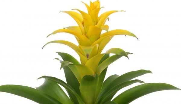 Растение Гузмания микс 12х40 см