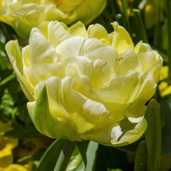 Луковица Тюльпан Verona 3 шт. 