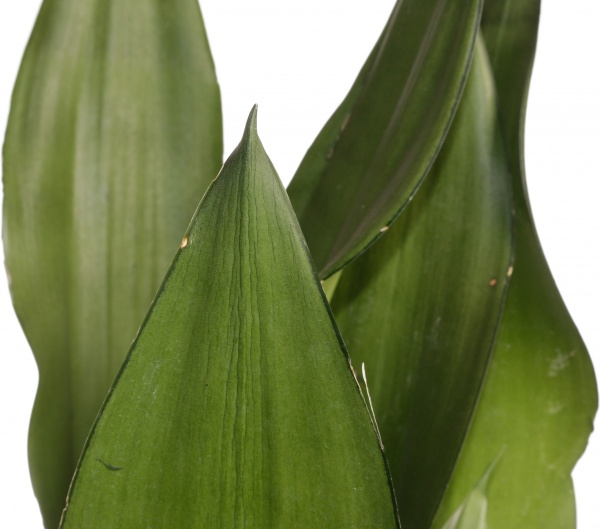 Рослина Сансевьера Moonshine 17/70