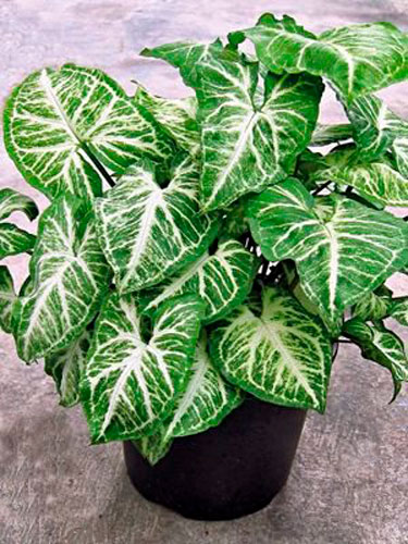 Растение комнатное Сингониум White Butterfly подвесной 19/40