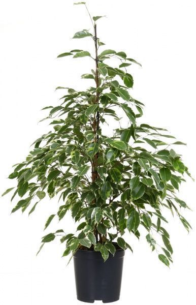 Растение Фикус бенжамина микс 21/105