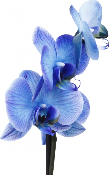 Растение комнатное Фаленопсис 12х60 см 2 ствола синий (крашеный)