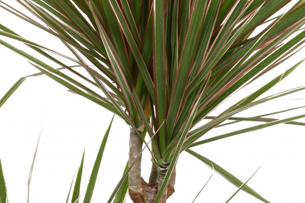 Рослина Драцена Біколор 21x120 см