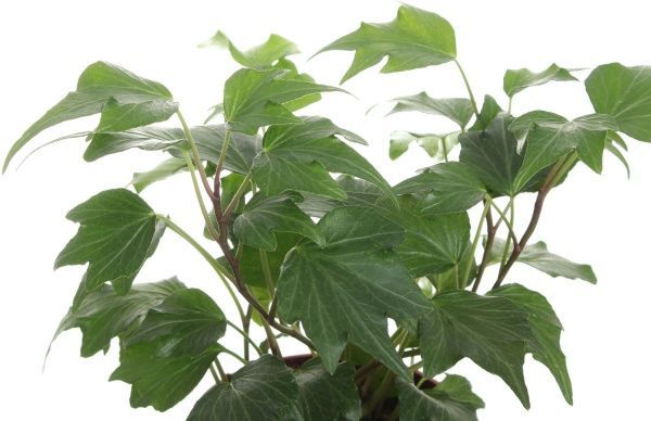 Рослина Хедера 08/15 микс