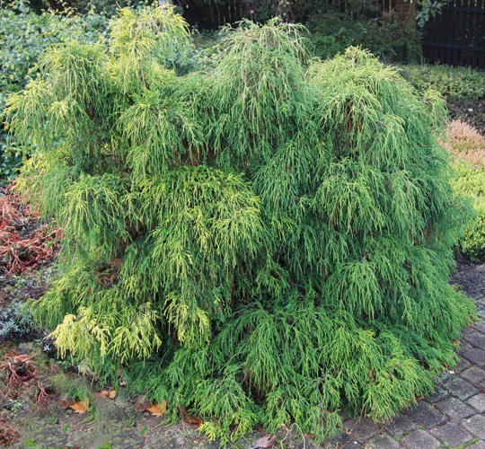 Рослина Кипарисовик горохоплідний Філіфера Нана / Chamaecyparis pisifera Filifera Nana С7.5 /Н 40