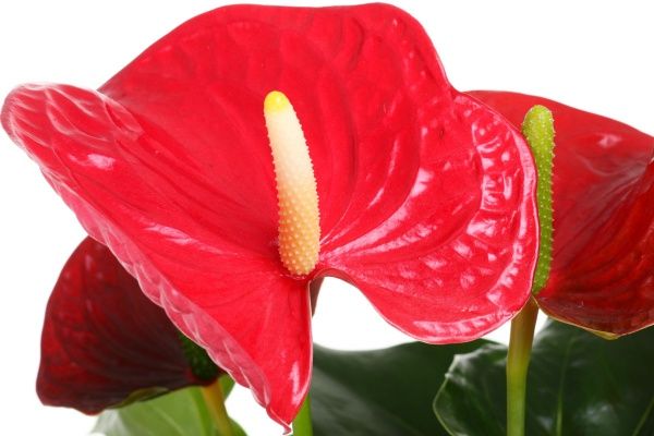 Растение Антуриум микс 17х85 см