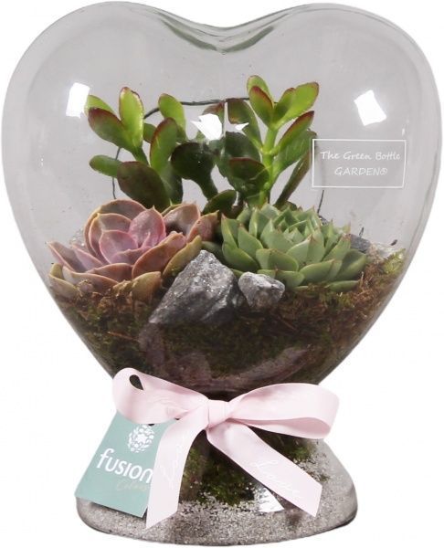 Тераріум в серці з суккулентами мікс 21х25 см