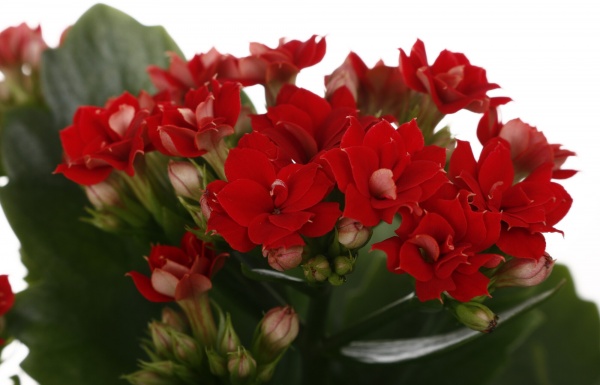 Растение комнатное Каланхоэ микс d9/h18