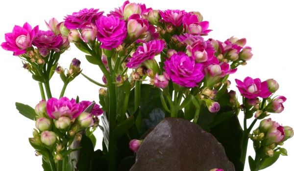 Растение комнатное Каланхоэ каландива Royale Collection 12x25 см