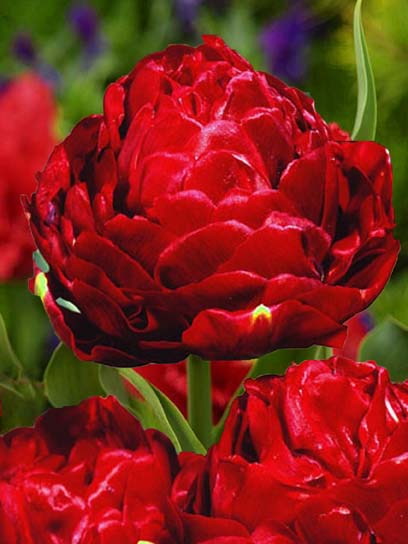 Луковица тюльпана махрового позднего Эмблазон 3 шт. 