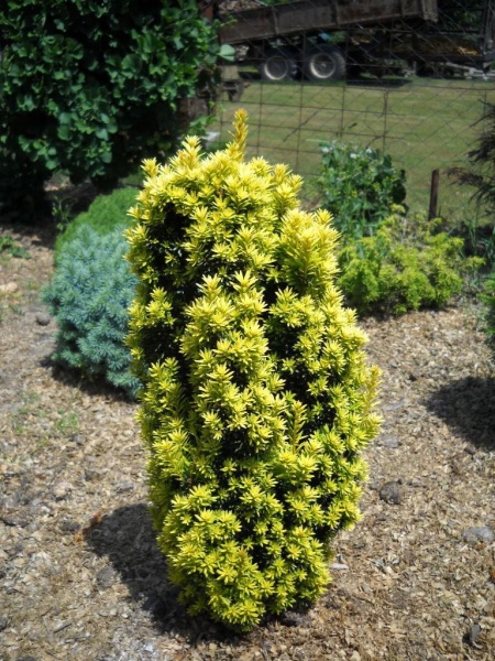 Растение Тис ягодный David (V21 C5)