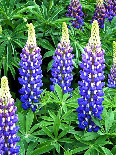 Корневище Heemskerk Vasteplanten B.V. люпина Зе Гавене 1 шт.