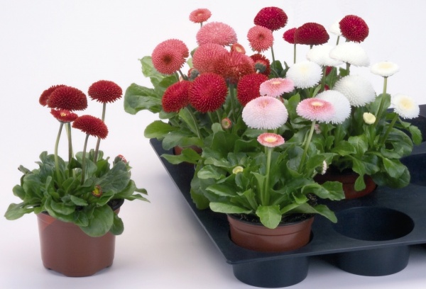 Семена Професійне насіння маргаритка Помпон смесь 0,05 г (4823058202211)