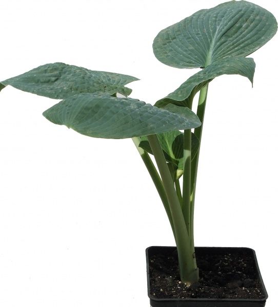 Растение Хоста Big Daddy