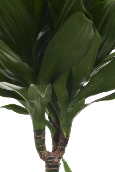 Растение комнатное Драцена Артуро