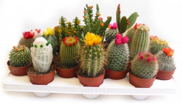 Кактус мікс зі штучною квіткою 5/10