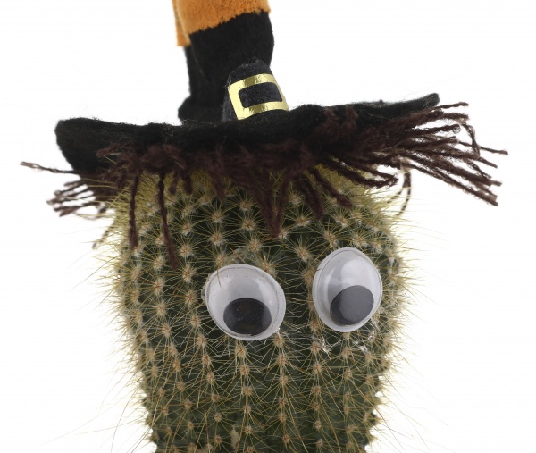 Растение Кактус в хелоуин шляпе 6/8