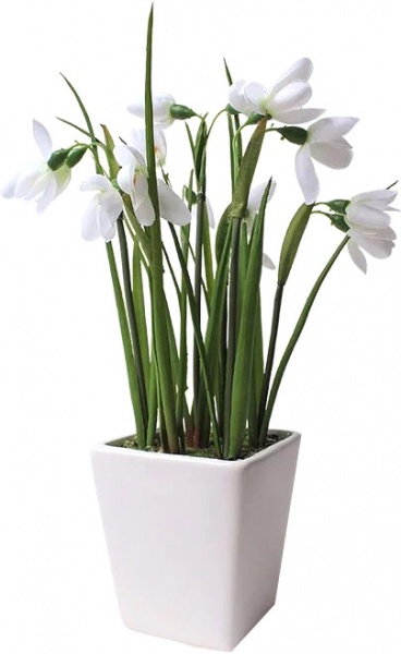 Рослина кімнатна Галантус (2 сорт) 9х12,5 см