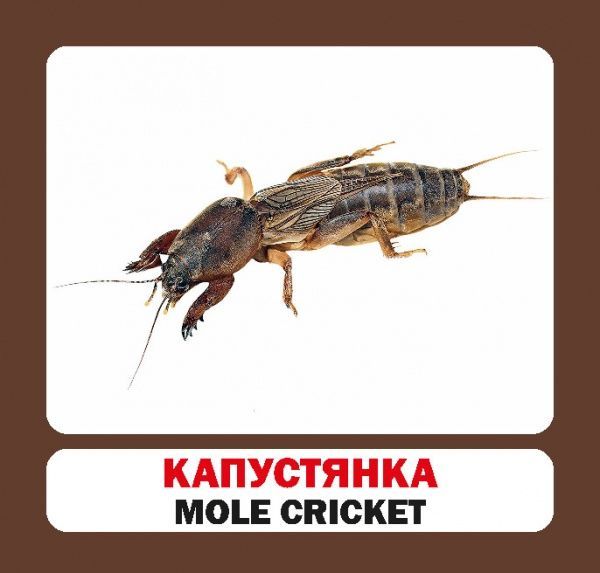 Книга «Навчальний посібник. Комахи. англ-укр»