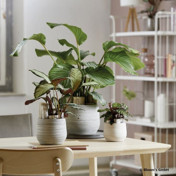 Кашпо керамічне Soendgen Ravenna круглий 2 л сірий 