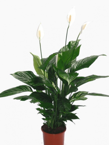 Растение Спатифиллум d12\h20