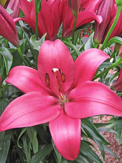 Луковица лилии Ерсеке ЛА 1 шт. 